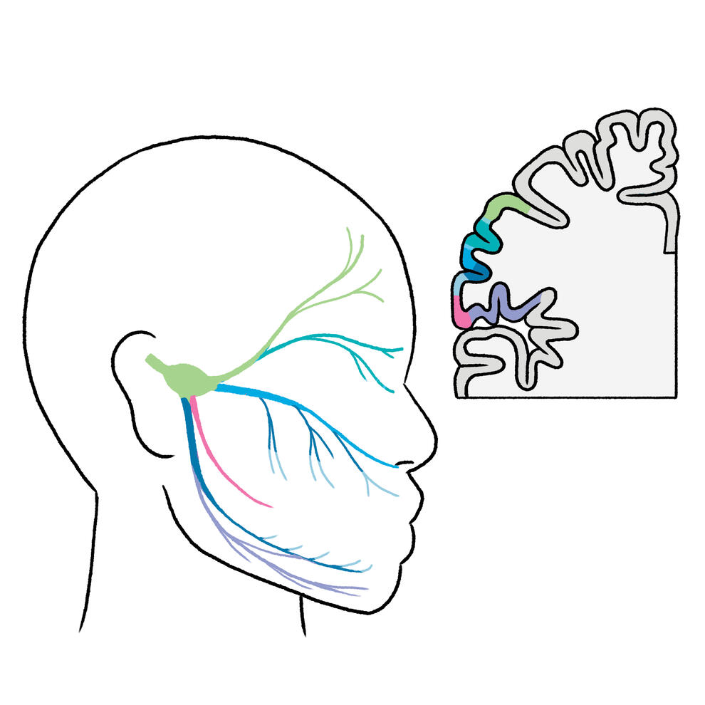 Trigeminal Nerve Connected to the Humunculous