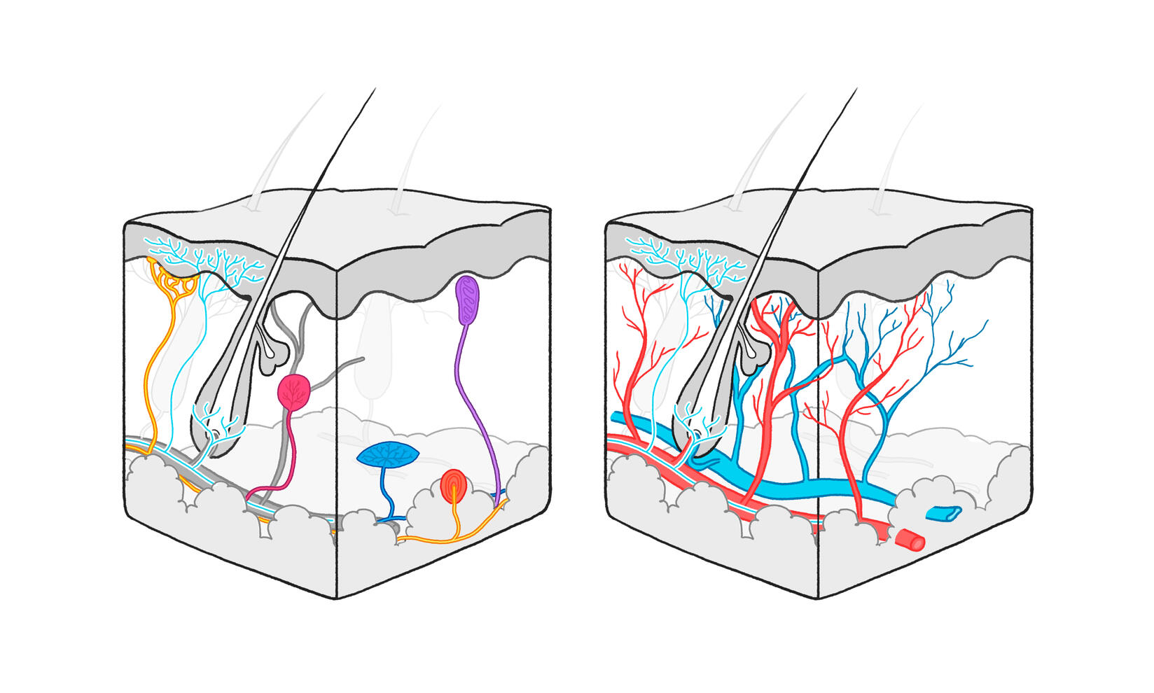 Skin Layers W/ Receptors and Arteries
