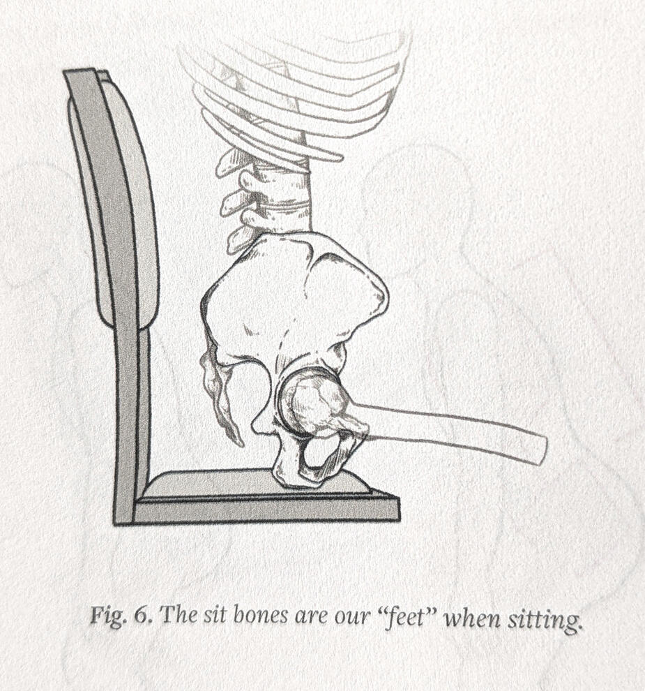 Pelvis Seated