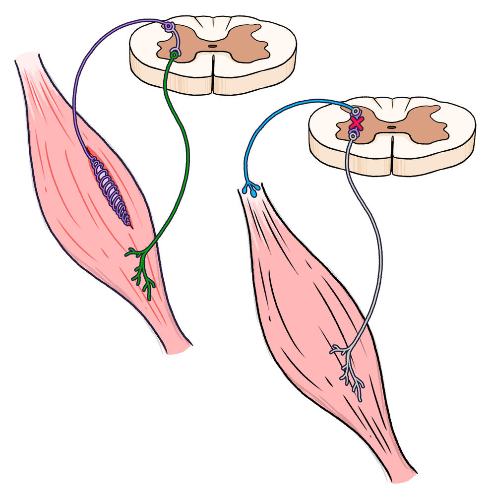Golgi Tendons Golgi Tendons
