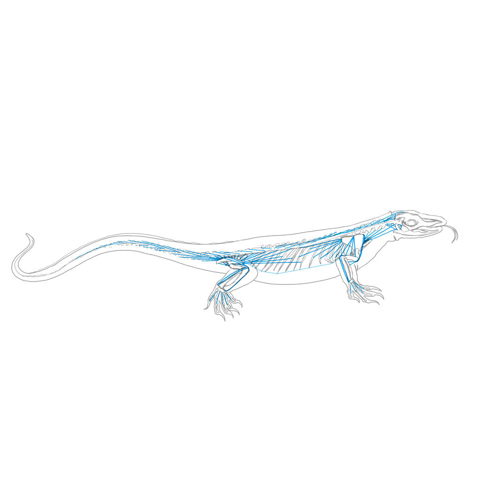 Tensegrity: Lizard Tensegrity: Lizard