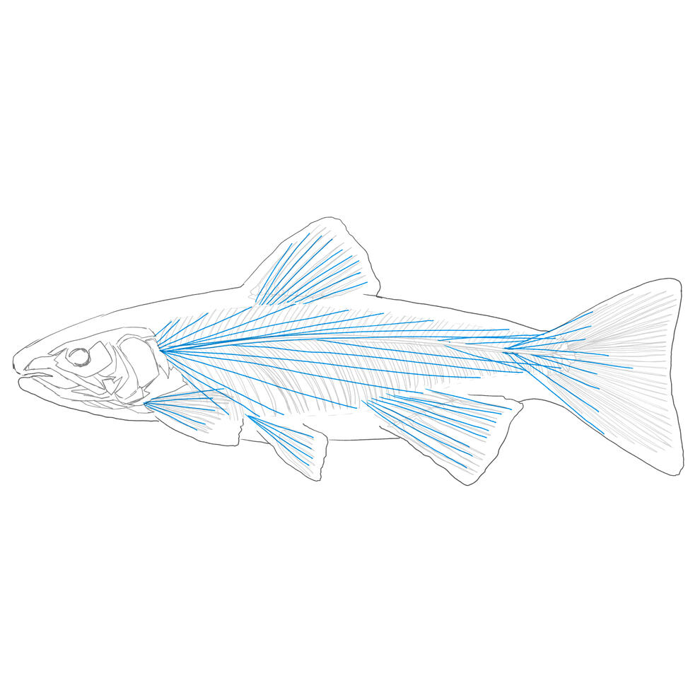 Tensegrity: Fish Tensegrity: Fish