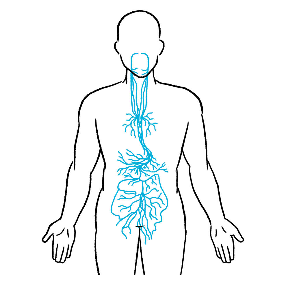 Vagus Nerve Vagus Nerve