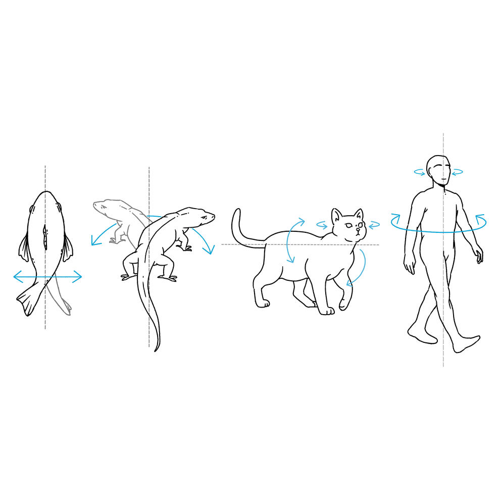 Movement Comparison Movement Comparison