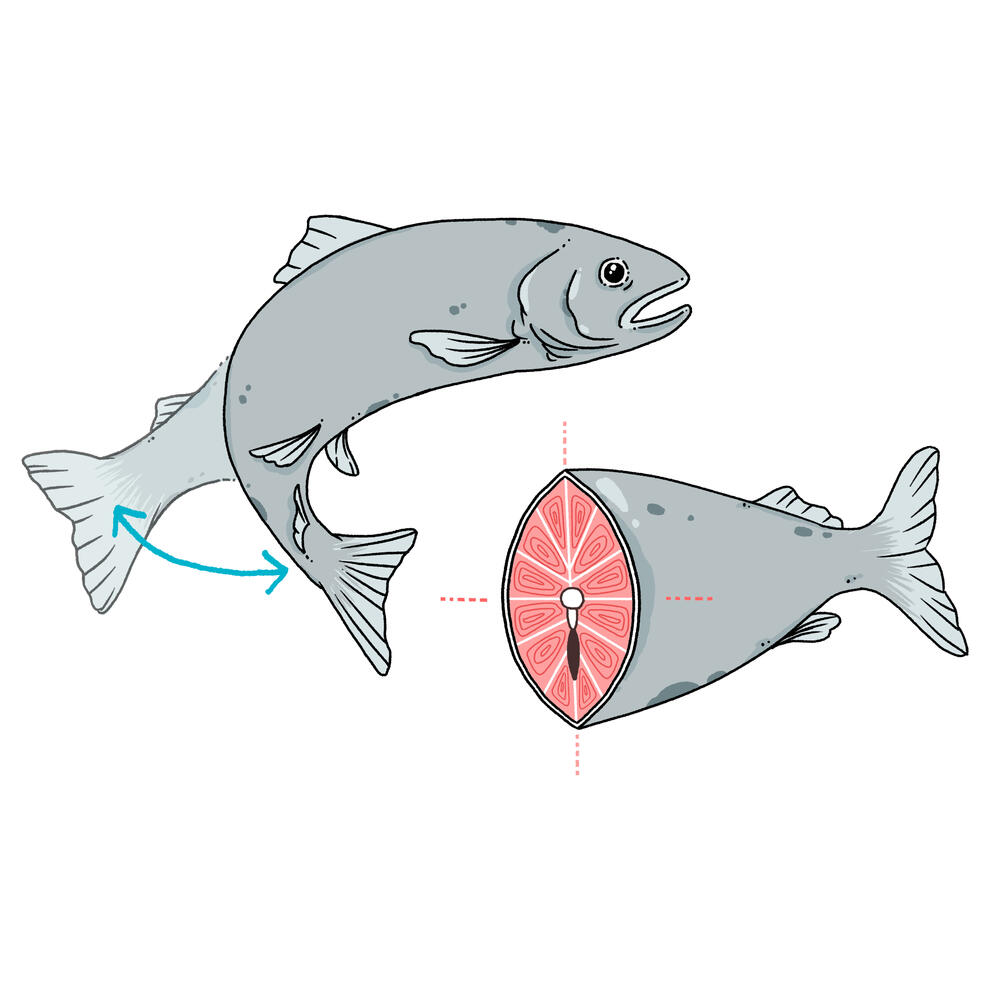 Fish Fish